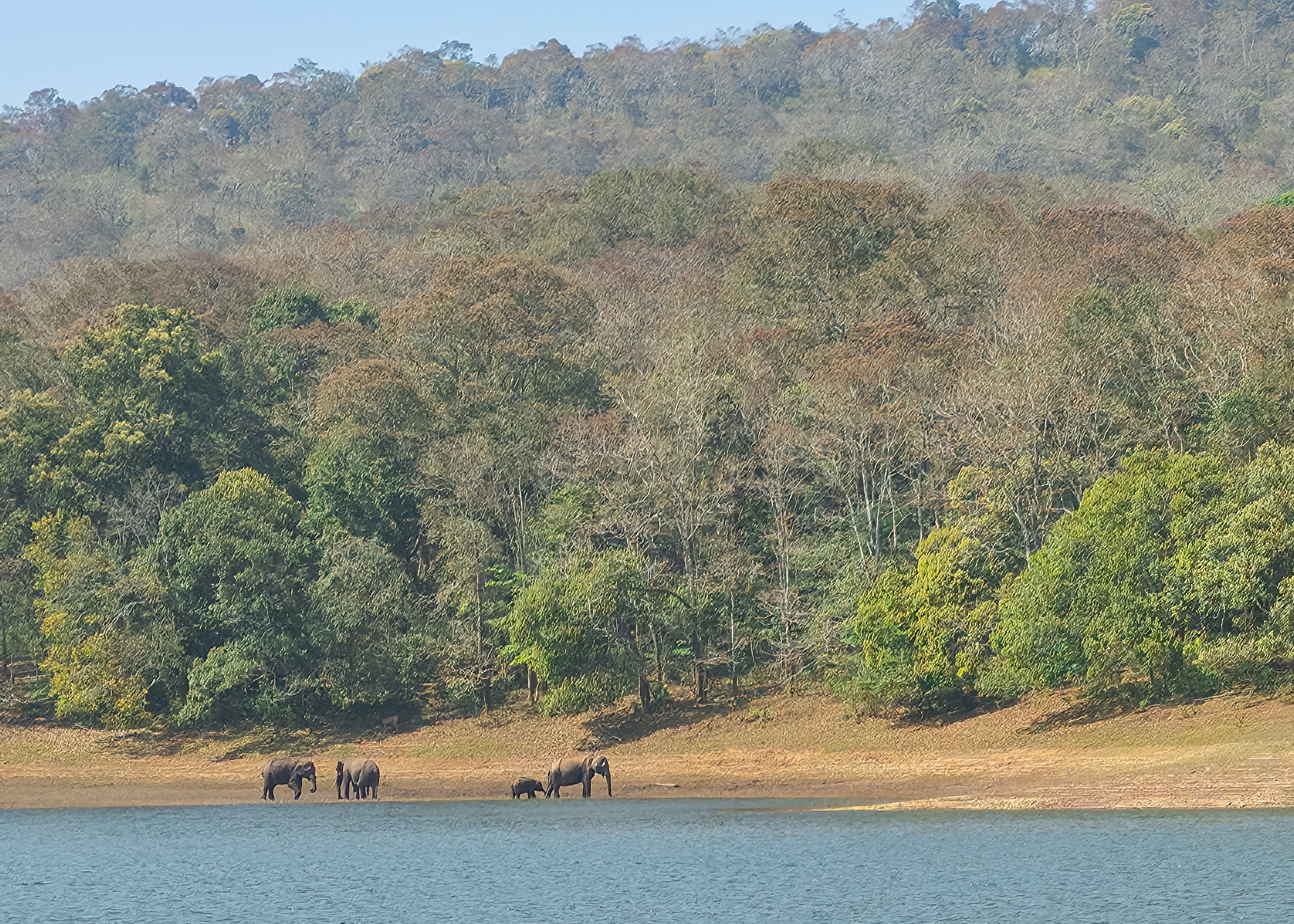 The quiet of Thekkady