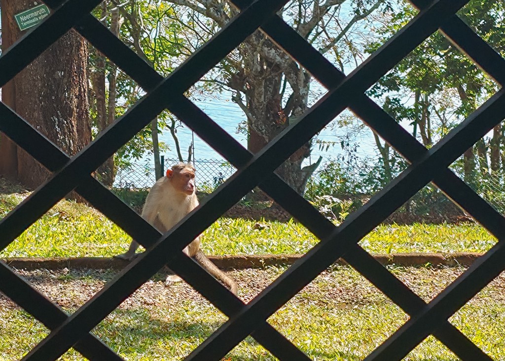 Macaca monkey standing on grass near trees and a lake, seen through a dark wooden lattice in the foreground.