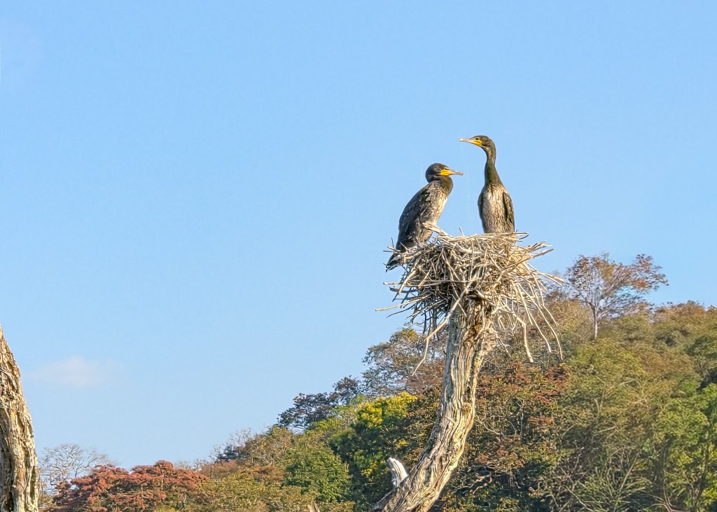 Two large waterbirds sit on a nest atop a tall bare tree trunk, with forested hills in the background under a clear blue sky.