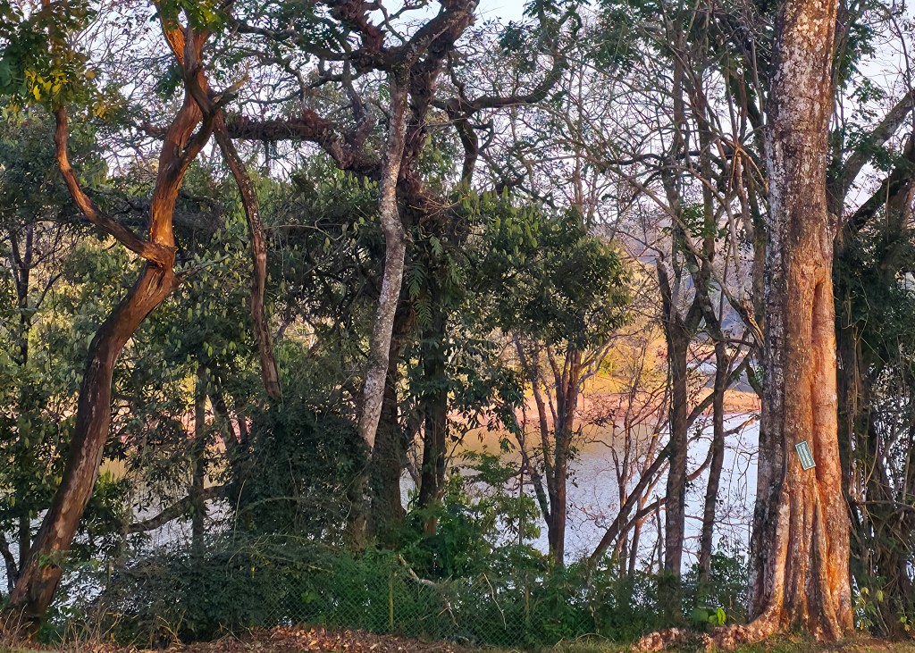 Trees and dense vegetation along the edge of a lake, with sunlight filtering through branches and water visible beyond.