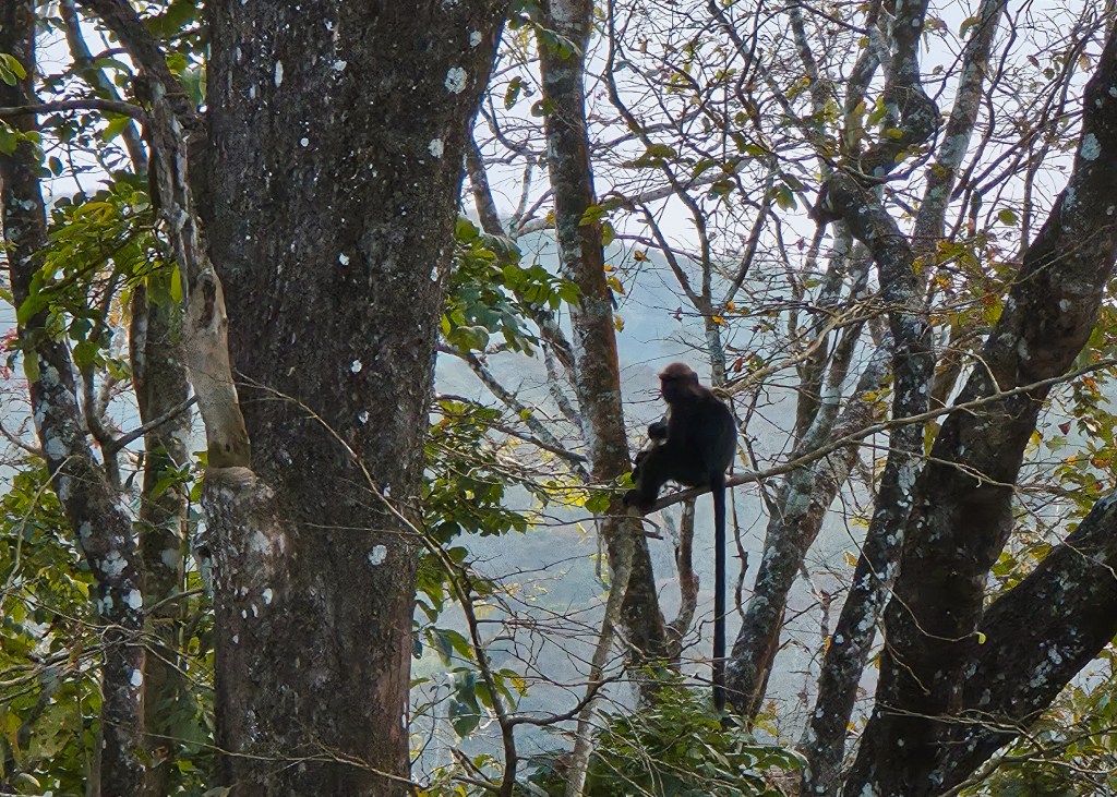 Monkey sitting on a tree branch among tall trunks, with a lake and forested hills in the background.