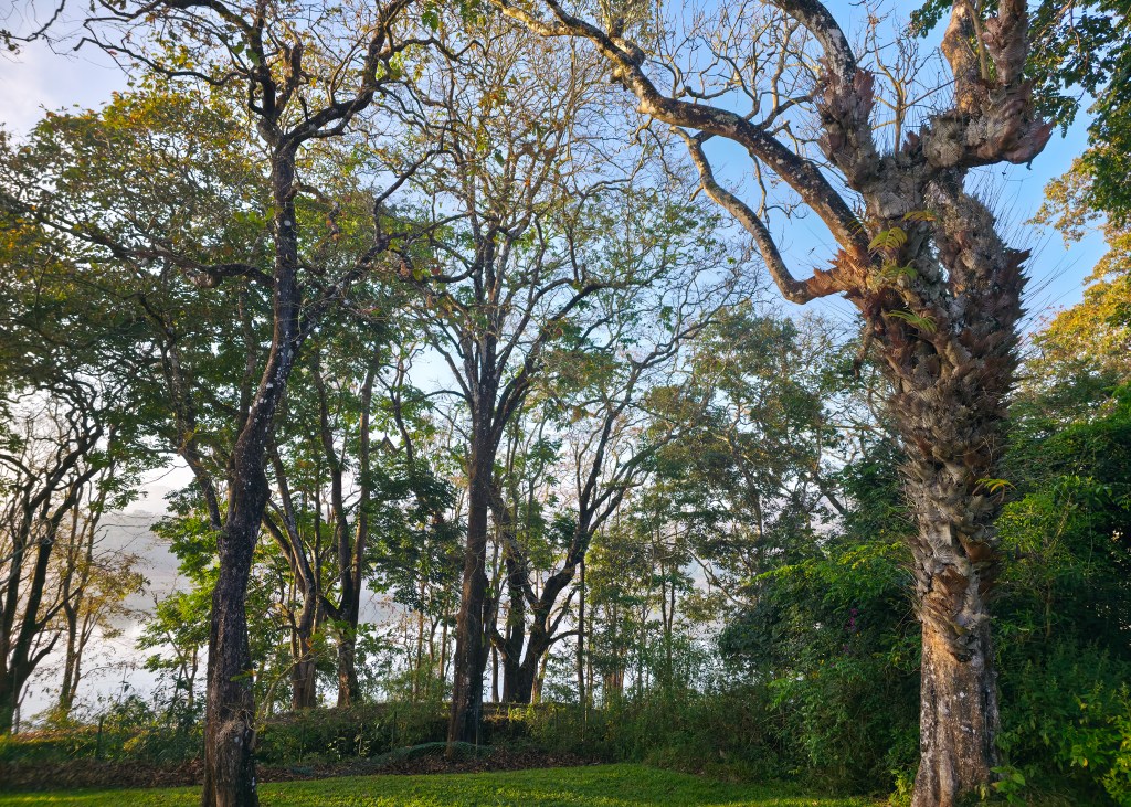 Tall trees with spreading branches in a grassy area near the lake, lit by warm sunlight.